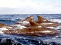Short-finned Pilot Whale