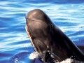 Short-finned Pilot Whale