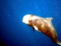 Short-finned Pilot Whale