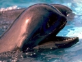 Short-finned Pilot Whale