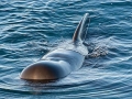 Short-finned Pilot Whale
