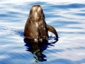 Short-finned Pilot Whale