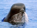 Short-finned Pilot Whale