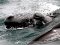 Short-finned Pilot Whale