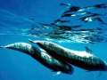 Short-finned Pilot Whale