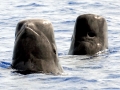 Short-finned Pilot Whale