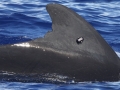 Short-finned Pilot Whale