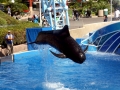 Short-finned Pilot Whale