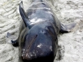 Short-finned Pilot Whale