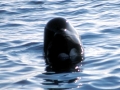 Short-finned Pilot Whale