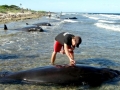 Short-finned Pilot Whale