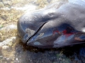 Short-finned Pilot Whale