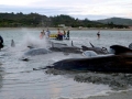 Short-finned Pilot Whale
