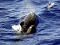 Short-finned Pilot Whale
