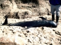 Short-finned Pilot Whale