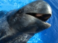Short-finned Pilot Whale