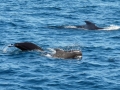 Short-finned Pilot Whale