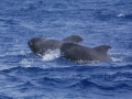 Short-finned Pilot Whale