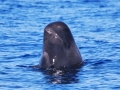 Short-finned Pilot Whale