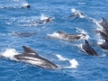 Short-finned Pilot Whale
