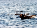 Short-finned Pilot Whale