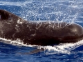 Short-finned Pilot Whale