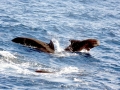 Short-finned Pilot Whale