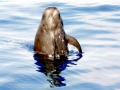 Short-finned Pilot Whale