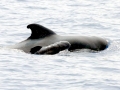 Short-finned Pilot Whale