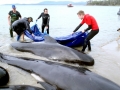 Short-finned Pilot Whale