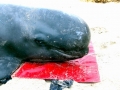 Short-finned Pilot Whale