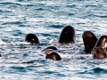Short-finned Pilot Whale