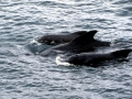 Short-finned Pilot Whale