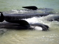Short-finned Pilot Whale