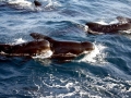 Short-finned Pilot Whale