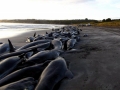 Short-finned Pilot Whale