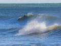 Short-finned Pilot Whale