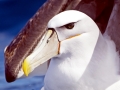 Shy Mollymawk Albatross