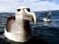 Shy Albatross