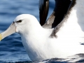 Shy Albatross