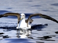 Shy Mollymawk Albatross