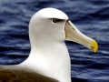 Shy Albatross