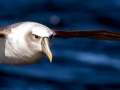 Shy Albatross