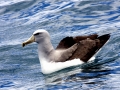 Shy Albatross