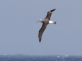 Shy Albatross