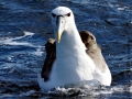 Shy Albatross