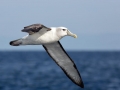 Shy Albatross