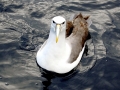 Shy Albatross