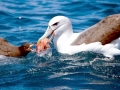 Shy Albatross