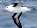 Shy Mollymawk Albatross